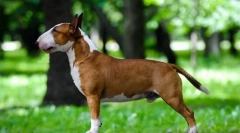 Miniature bull terrier